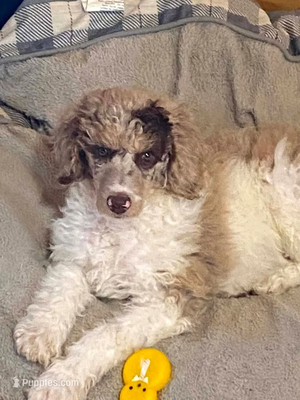 Teddy – Poodle - Standard  puppy for sale in North Adams, MI
