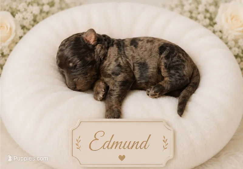 Edmund – Bernedoodle puppy for sale in North Adams, MI