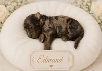 Edmund, a male Bernedoodle for sale in North Adams, MI – 1 of 1