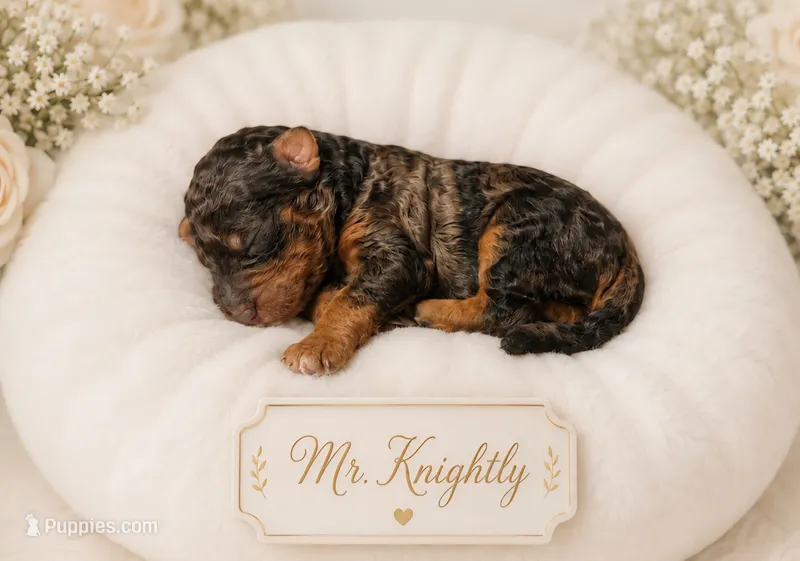 Mr. Kingsley – Bernedoodle puppy for sale in North Adams, MI