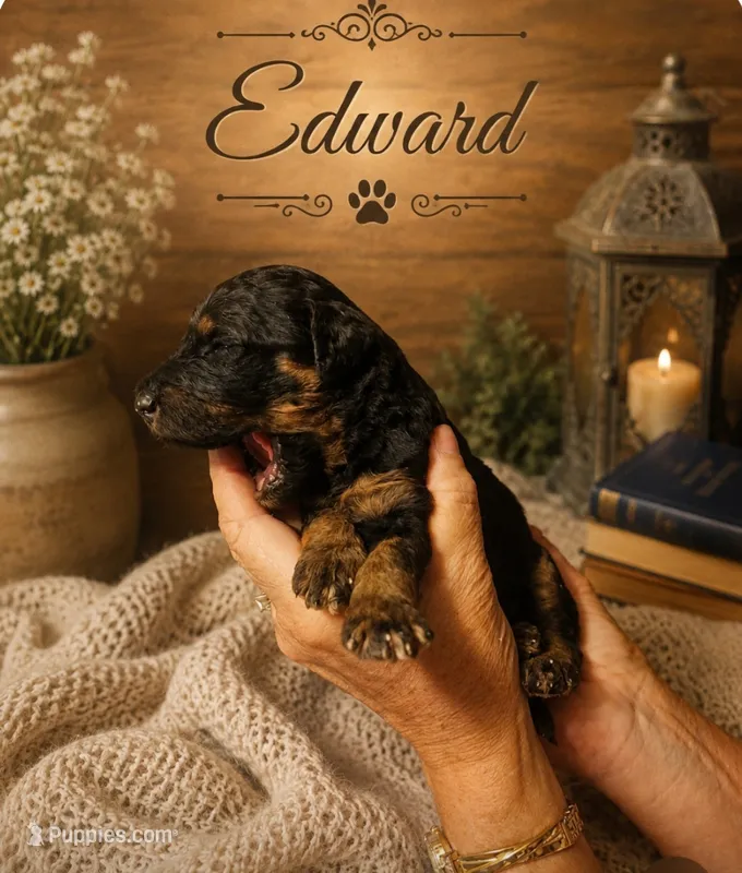 Edward – Bernedoodle puppy for sale in North Adams, MI