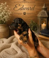 Edward, a male Bernedoodle for sale in North Adams, MI – 1 of 2