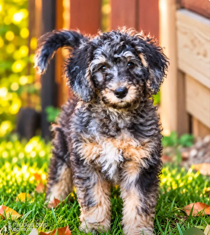 Mr. Darcy – Bernedoodle puppy for sale in North Adams, MI
