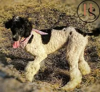 Elizabeth PRICE REDUCED, a female Poodle for sale in North Adams, MI – Photo 3 of 3