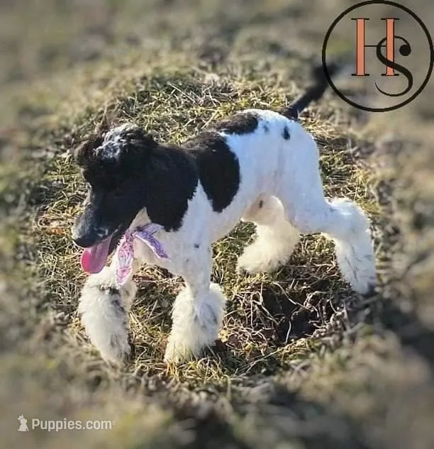 Elizabeth PRICE REDUCED