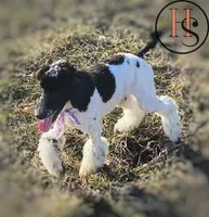 Elizabeth PRICE REDUCED, a female Poodle for sale in North Adams, MI – Photo 1 of 3