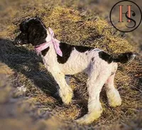 Elizabeth PRICE REDUCED, a female Poodle for sale in North Adams, MI – Photo 2 of 3