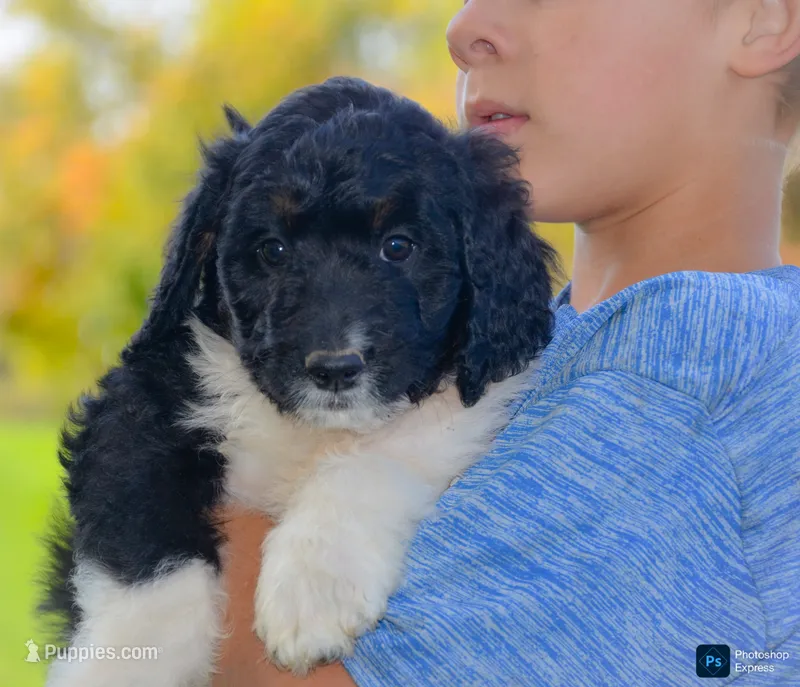 Jessica  – Miniature Bernedoodle puppy for sale in North Adams, MI