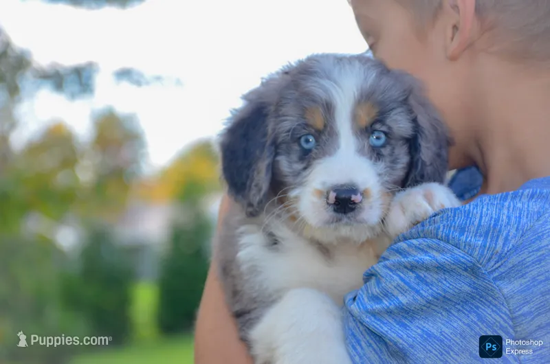 Mike – Miniature Bernedoodle puppy for sale in North Adams, MI
