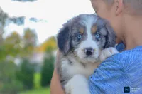 Mike, a male Miniature Bernedoodle for sale in North Adams, MI – 1 of 2