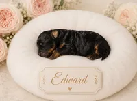 Edward, a male Bernedoodle for sale in North Adams, MI – 1 of 1