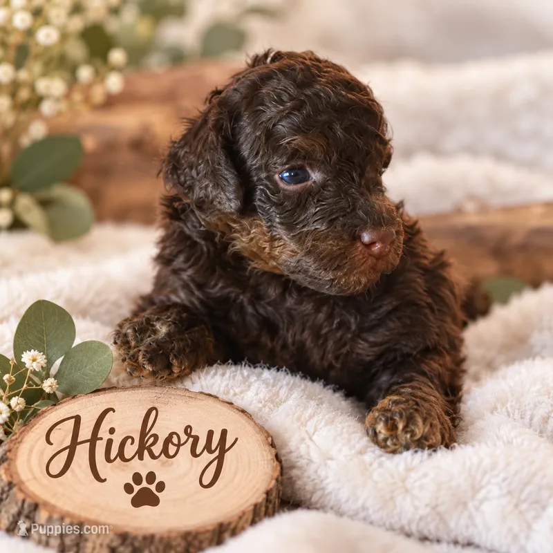Hickory – Poodle - Miniature  puppy for sale in North Adams, MI