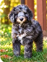 Edmund, a male Bernedoodle for sale in North Adams, MI – 1 of 1
