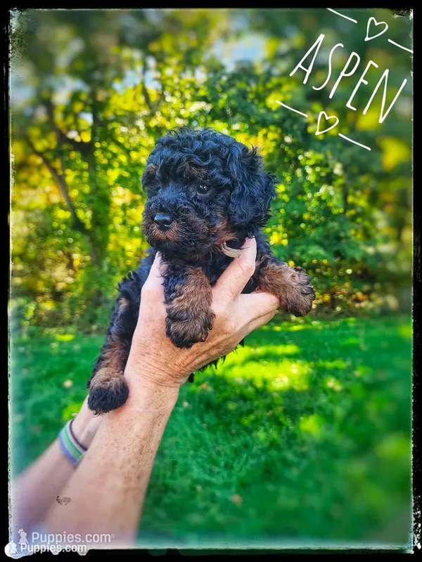 Aspen – Poodle - Miniature  puppy for sale in North Adams, MI