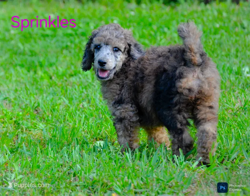 Sprinkles – Poodle - Standard  puppy for sale in North Adams, MI