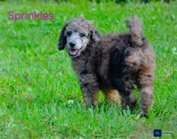 Sprinkles, a female Poodle - Standard  for sale in North Adams, MI – 1 of 1