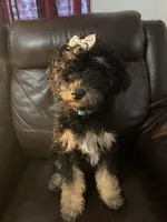 Aurora- Training, a female Miniature Bernedoodle for sale in North Adams, MI – Photo 2 of 2