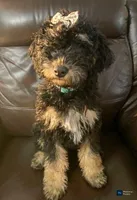 Aurora- Training, a female Miniature Bernedoodle for sale in North Adams, MI – Photo 1 of 2