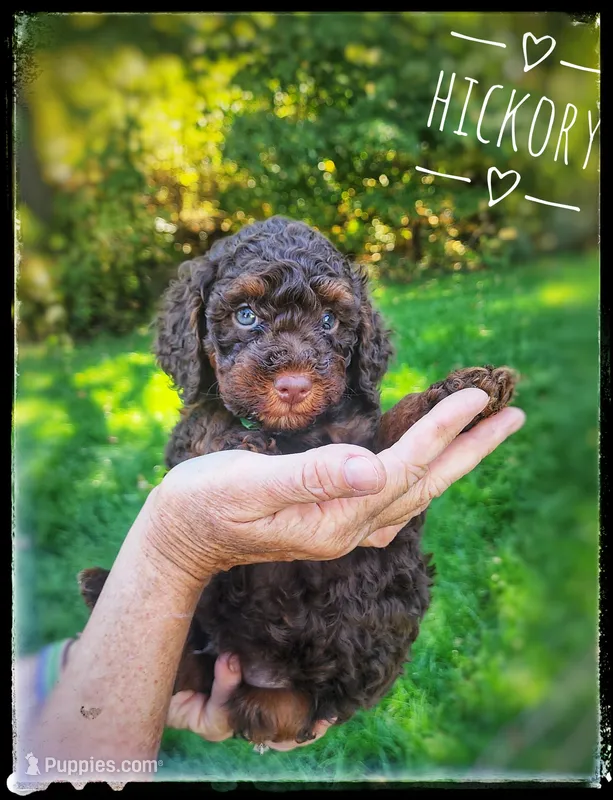 Hickory – Poodle - Miniature  puppy for sale in North Adams, MI