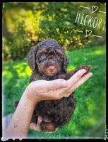 Hickory, a male Poodle - Miniature  for sale in North Adams, MI – 1 of 2