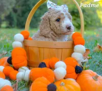 Padme, a female Goldendoodle for sale in North Adams, MI – Photo 4 of 4