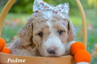 Padme, a female Goldendoodle for sale in North Adams, MI – Photo 2 of 4