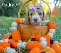 Padme, a female Goldendoodle for sale in North Adams, MI – Photo 1 of 4