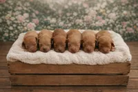 Fox, a male Poodle - Miniature  for sale in North Adams, MI – Photo 2 of 3