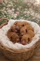 Fox, a male Poodle - Miniature  for sale in North Adams, MI – Photo 1 of 3