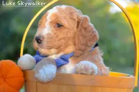 Luke Skywalker, a male Goldendoodle for sale in North Adams, MI – Photo 3 of 3