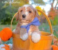 Luke Skywalker, a male Goldendoodle for sale in North Adams, MI – Photo 2 of 3