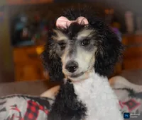 Georgie, a female Poodle - Standard  for sale in North Adams, MI – 1 of 2