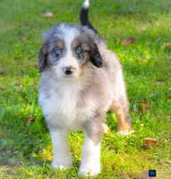 Mike, a male Miniature Bernedoodle for sale in North Adams, MI – 2 of 2