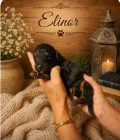 Elinor, a female Bernedoodle for sale in North Adams, MI – 1 of 2
