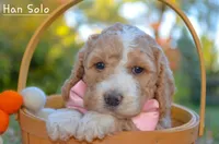 Hon Solo, a male Goldendoodle for sale in North Adams, MI – Photo 2 of 4