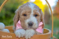 Hon Solo, a male Goldendoodle for sale in North Adams, MI – Photo 1 of 4