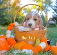 Hon Solo, a male Goldendoodle for sale in North Adams, MI – Photo 3 of 4