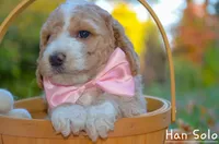 Hon Solo, a male Goldendoodle for sale in North Adams, MI – Photo 4 of 4