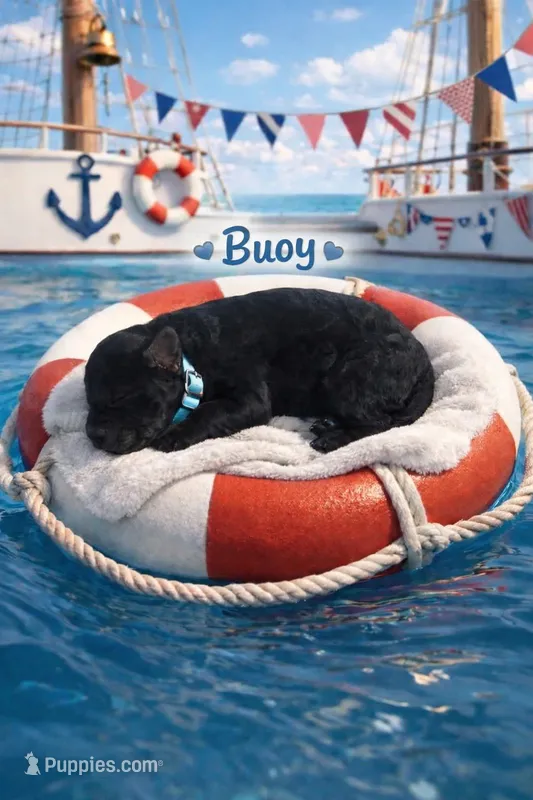 Bouy – Poodle - Toy  puppy for sale in North Adams, MI