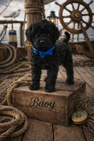 Bouy, a male Poodle - Toy  for sale in North Adams, MI – Photo 1 of 2