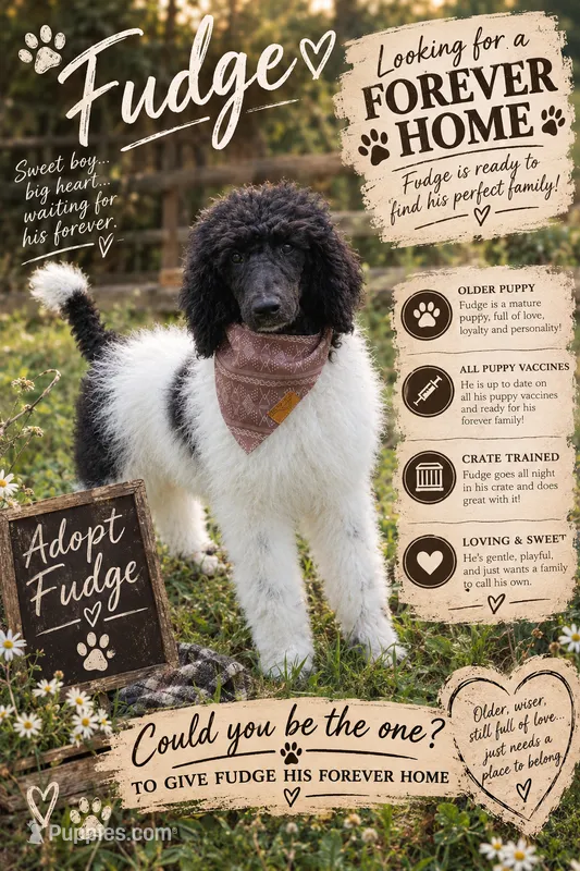 Fudge – Poodle - Standard  puppy for sale in North Adams, MI