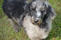 Oreo, a male Poodle - Standard  for sale in North Adams, MI – 2 of 2