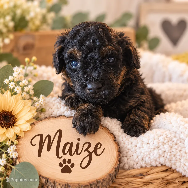 Maize – Poodle - Miniature  puppy for sale in North Adams, MI