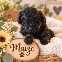Maize, a female Poodle - Miniature  for sale in North Adams, MI – 1 of 1