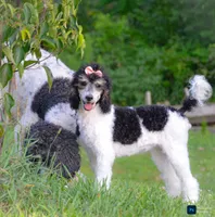 Georgie, a female Poodle - Standard  for sale in North Adams, MI – 2 of 2