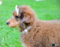 Cherry, a female Poodle - Standard  for sale in North Adams, MI – 2 of 4