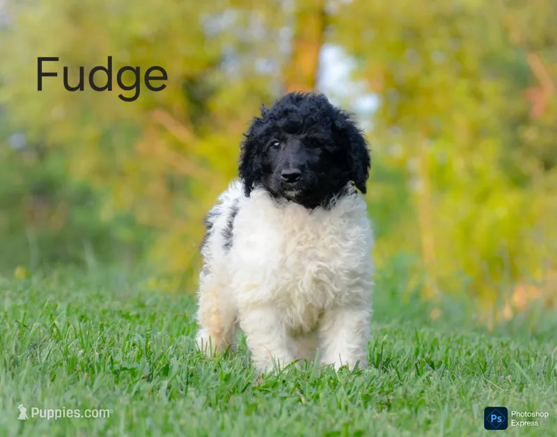 Fudge – Poodle - Standard  puppy for sale in North Adams, MI