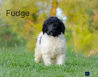 Fudge, a male Poodle - Standard  for sale in North Adams, MI – 1 of 1