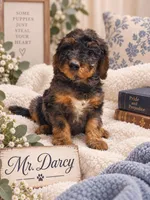 Mr. Darcy, a male Bernedoodle for sale in North Adams, MI – 1 of 2