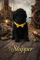 Skipper, a male Poodle - Toy  for sale in North Adams, MI – Photo 1 of 2